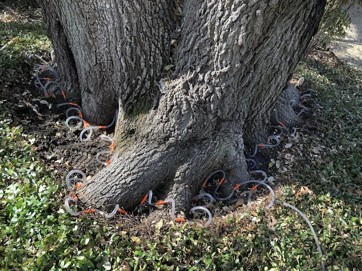Detailed Shrub and Hedge Trimming job site in Woodlake
